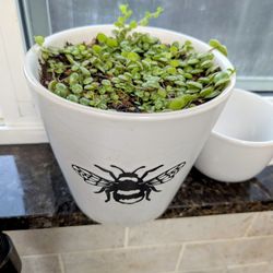 Succulent Plant String Of Turtles In Ceramic Pot.......... Planta Sacculentas Liston de Tortuga's En Maceta De Ceramica