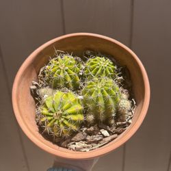 Rainbow barrel Cactus Plant