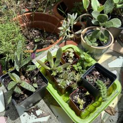 Big Choice Of Succulents For Sale In Seminole 