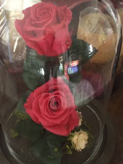 Rosa Eterna