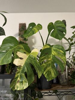 Large Monstera Aurea 