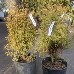 ‘Gold Cone’ Juniper Dwarf Trees 