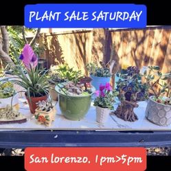 PLANT AND SUCCULENT SALE THIS SATURDAY FROM 1PM TO 5PM IN SAN LORENZO 