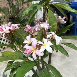 Plumeria