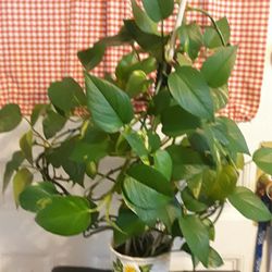 Plant In Pot.  Pot Is 5 Inch. 