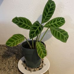 Calathea Zebrina Plant with New Growth