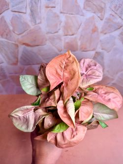 Syngonium Pink Strawberry - 4inch