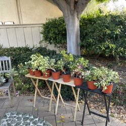 Plants For Sale! Scripps Ranch