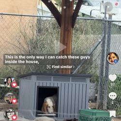 Dog House