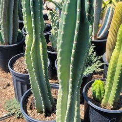 Peruvian Apple Cactus