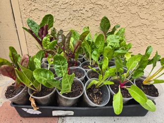 Swiss Chard, $1.50 for plant in 9 Oz cup.