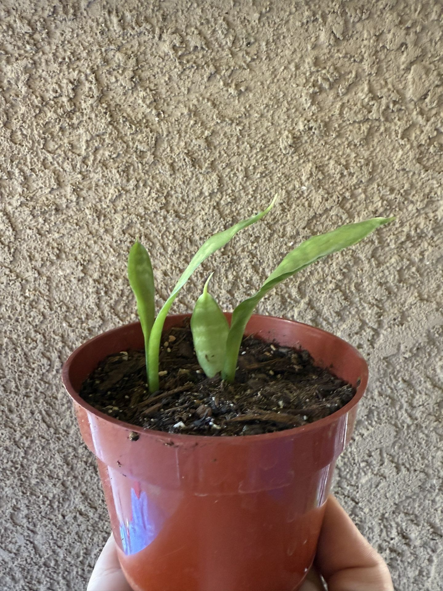 Snake plant