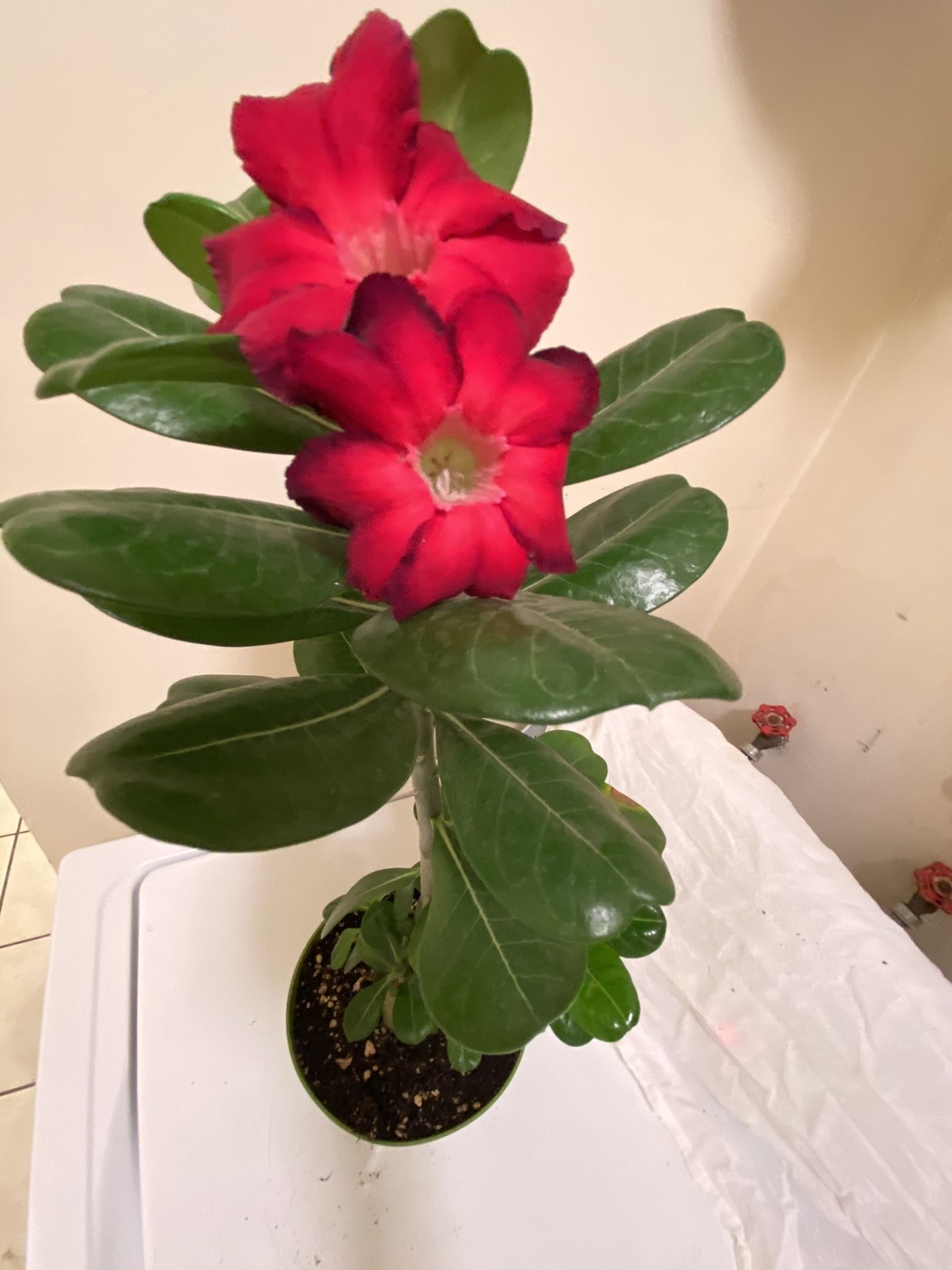 Desert rose plant 6 inch pot pick up only