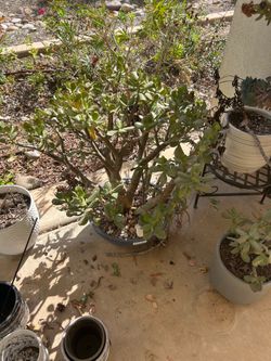 Plants