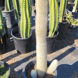 Silver Torch Cactus 