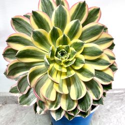 Variegated Aeonium Succulent , Big Plant 🪴 
