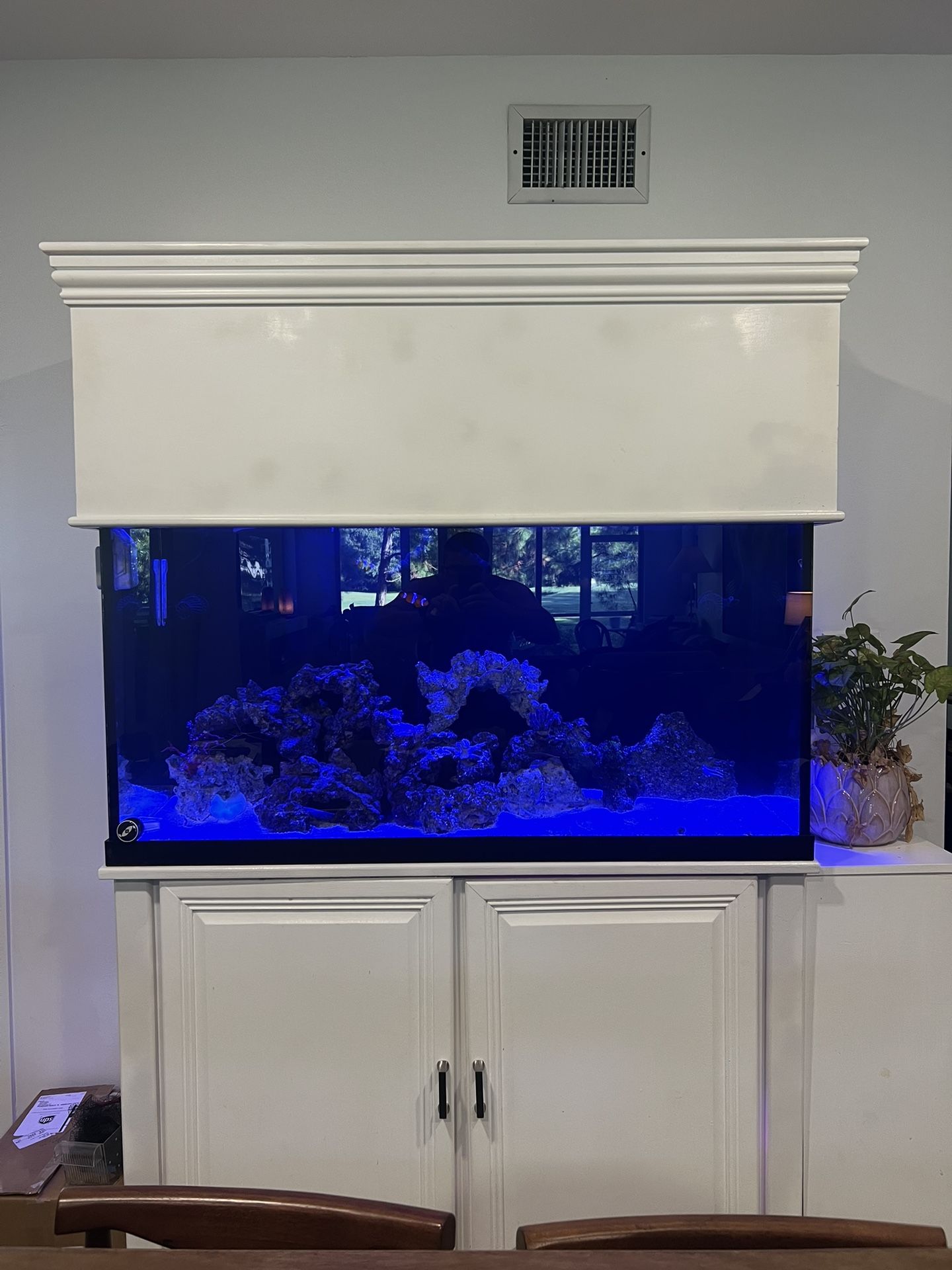 Well Established Reef Tank 