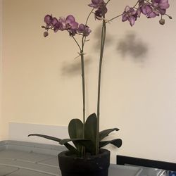 Fake Orchid Plant