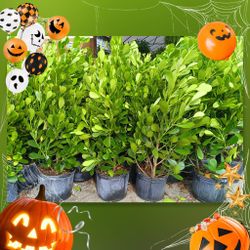 CLUSIA PRIVACY HEDGE PLANTS 7GL OVERGROWN 4.5FT $23