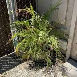 Palm Plant 