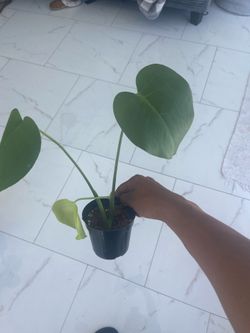 Mini monstera plant great for beginners