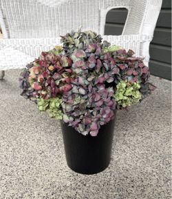Freshly Cut & Dried Hydrangea Bouquet