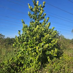 clusias tree Instant privacy Hedge for fence full green 