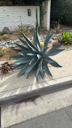 Free Huge Agave plant