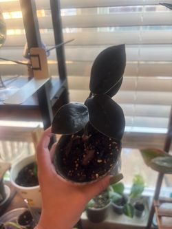 Raven Zz plant