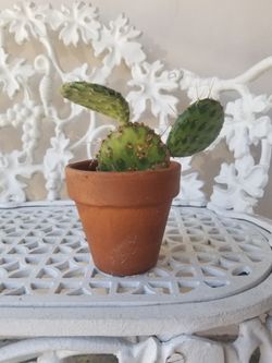 Potted Watermelon Paddle Cactus