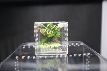 Small jumping spider enclosure