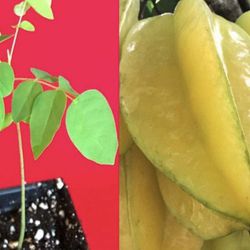 Star Fruit Averrhoa Carambola Bell Potted Starfruit  2 Gallon Pot Ready To Produce Fruit Plant  