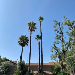 tree pruning