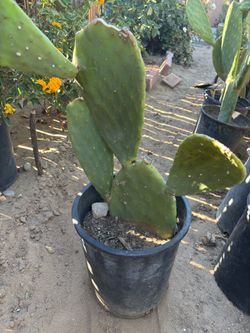 Cactus plant