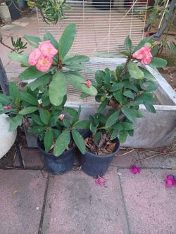 Corona De Christo Plants