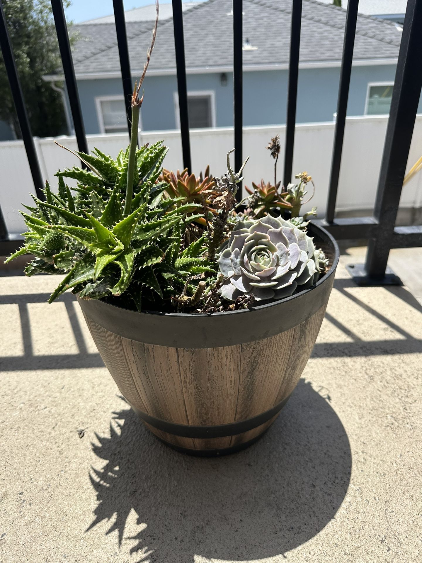 Succulent