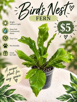 Bird's Nest Fern Live Plant - $5