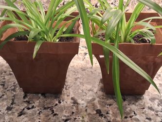 2 Houseplants In New Copper Color 6" Pots