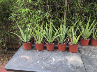 Big aloe vera 6 inch pot,6 for 20$