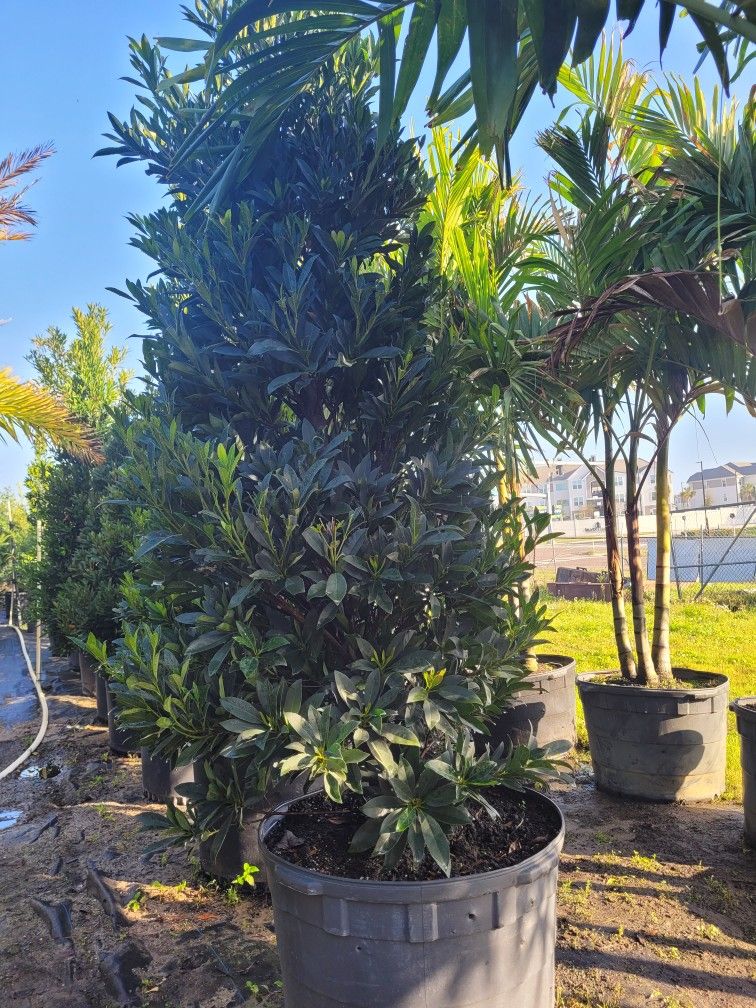 Japanese Blue Berry 30 Gallons