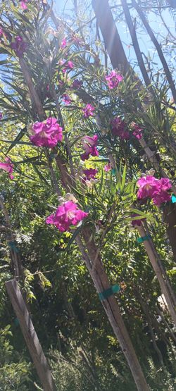 Desert Willow Trees 🌳