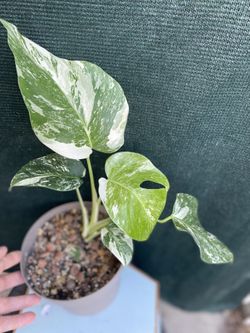 Monstera Albo Variegated House Plant, In 6 Inch Pot Pick Up Only