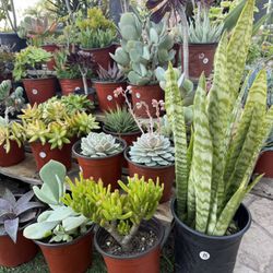 Variety Of Succulents Plants 