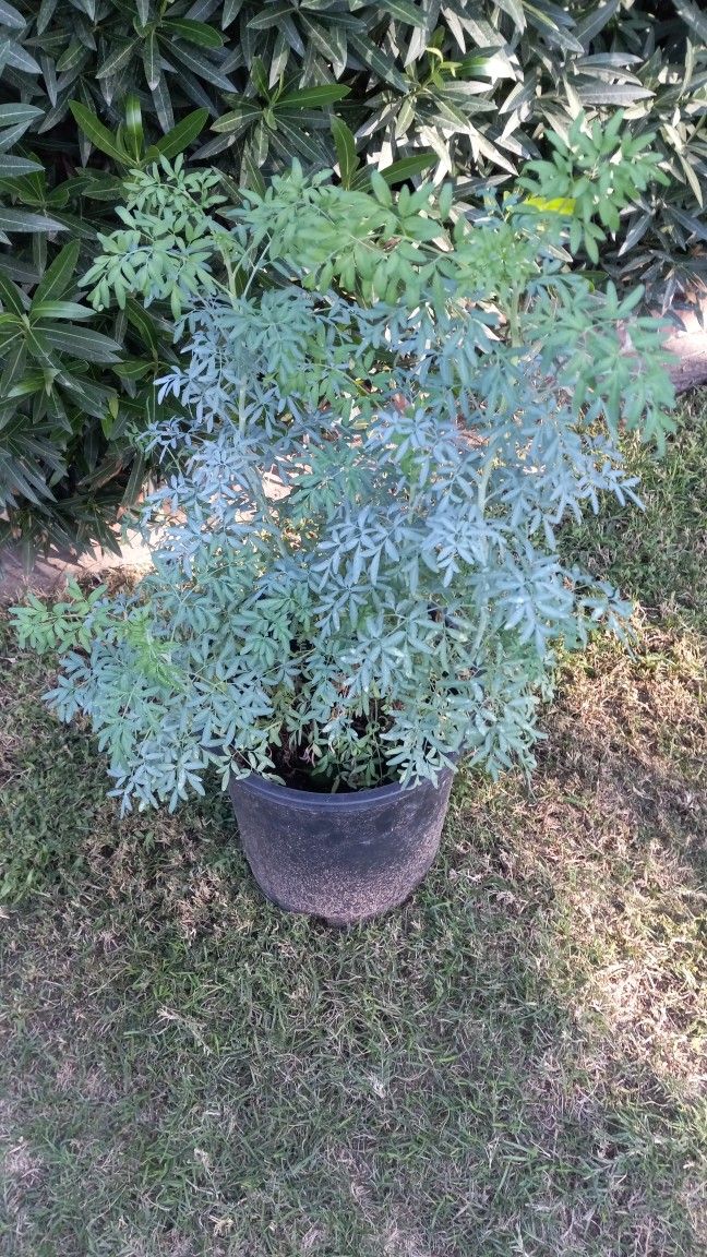 Rue Ruda Plant
