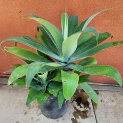 Foxtail Agave Plants