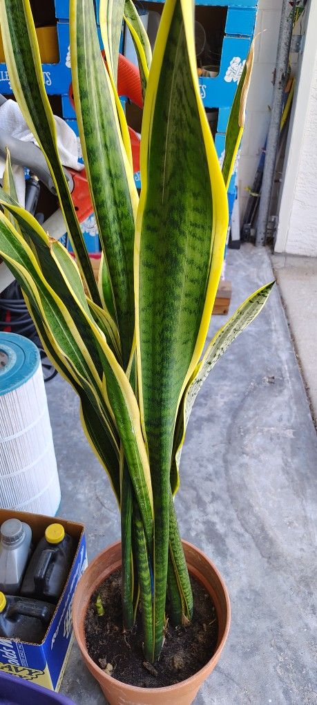 Snake Plant $25