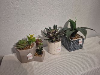 Artificial Succulent Plants in Decorative Pots
