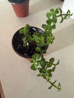 Bonsai Saplings