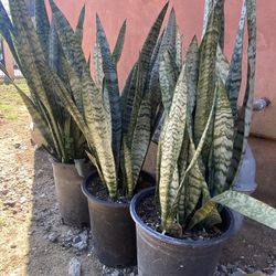 Snake Plants