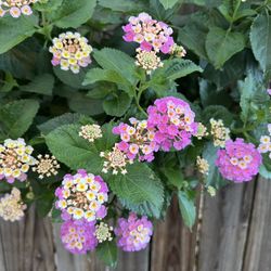Lantena Plants In A Wall Hanging Planter 